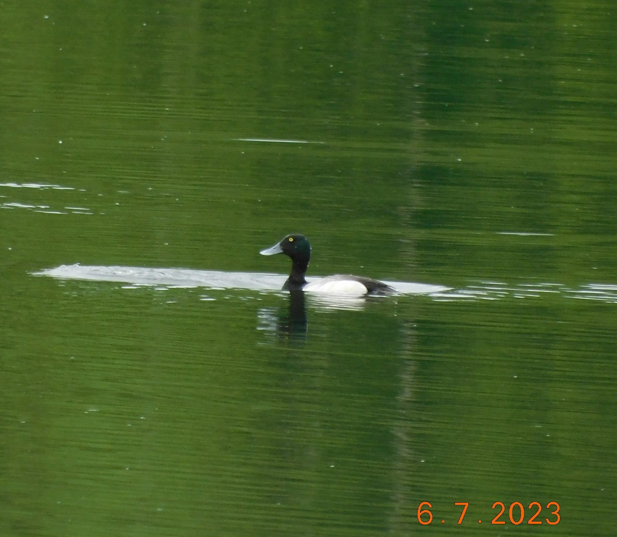 Greater Scaup - ML584141781