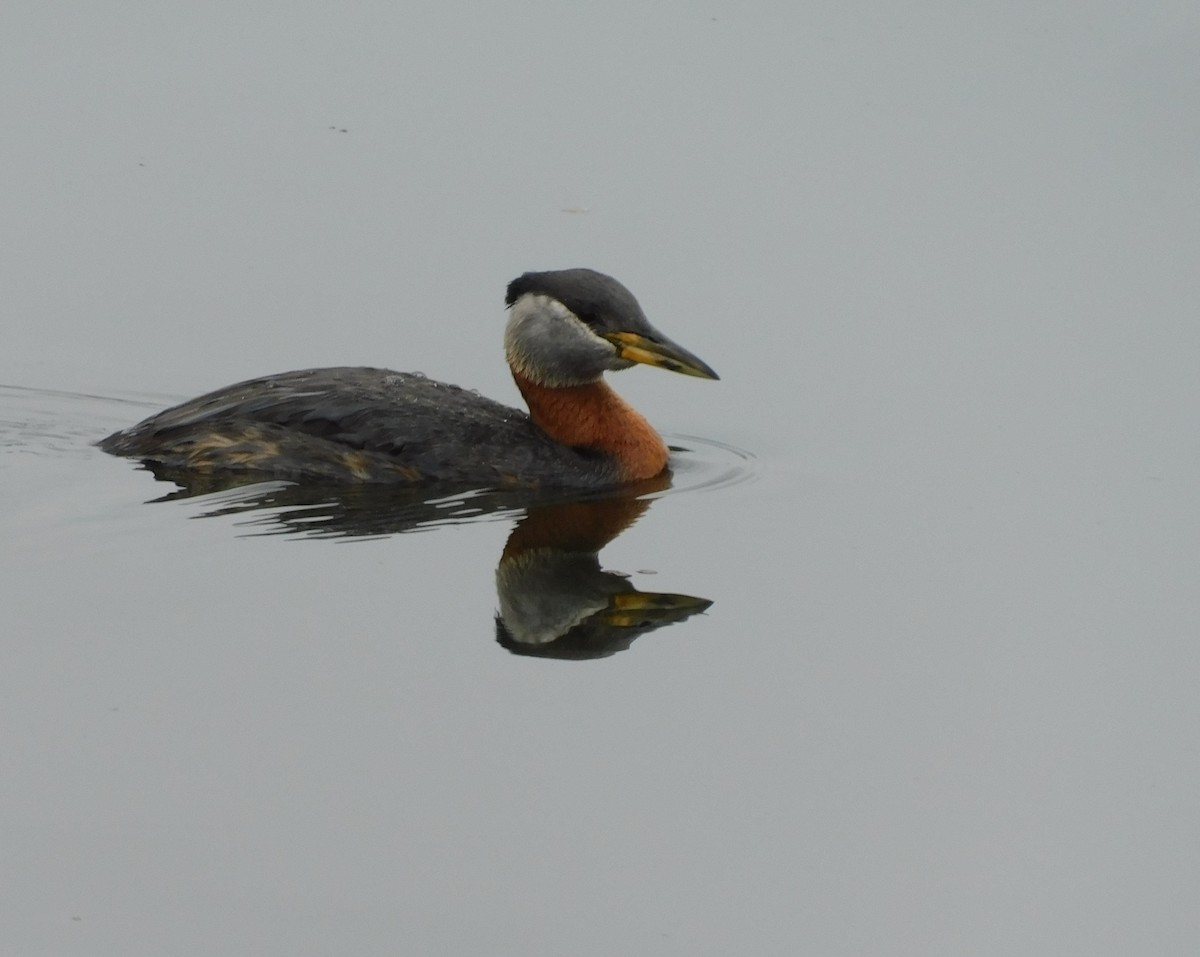 Red-necked Grebe - ML584142091