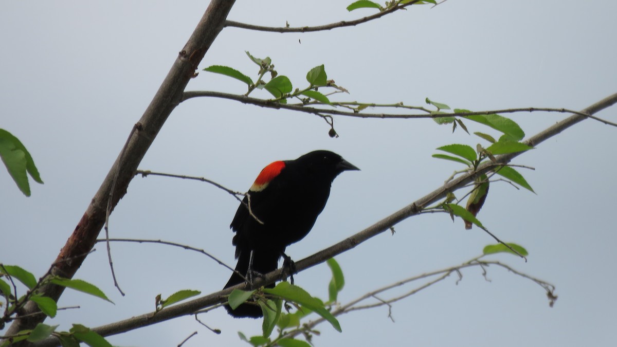 Red-winged Blackbird - ML584144771