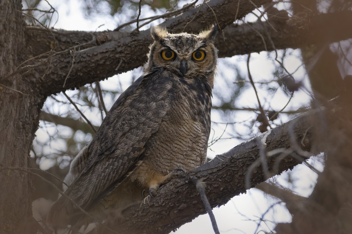 Lesser Horned Owl - ML584145371