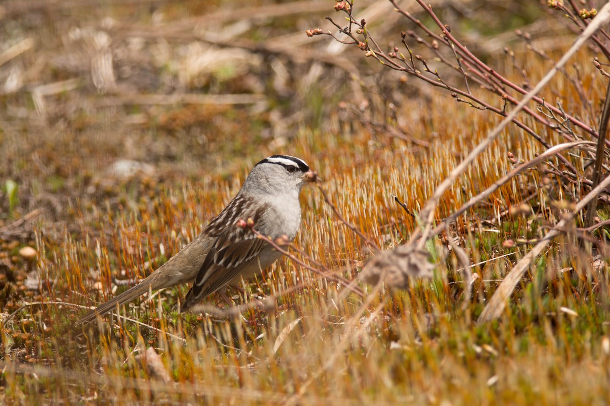 White-crowned Sparrow - ML58414591