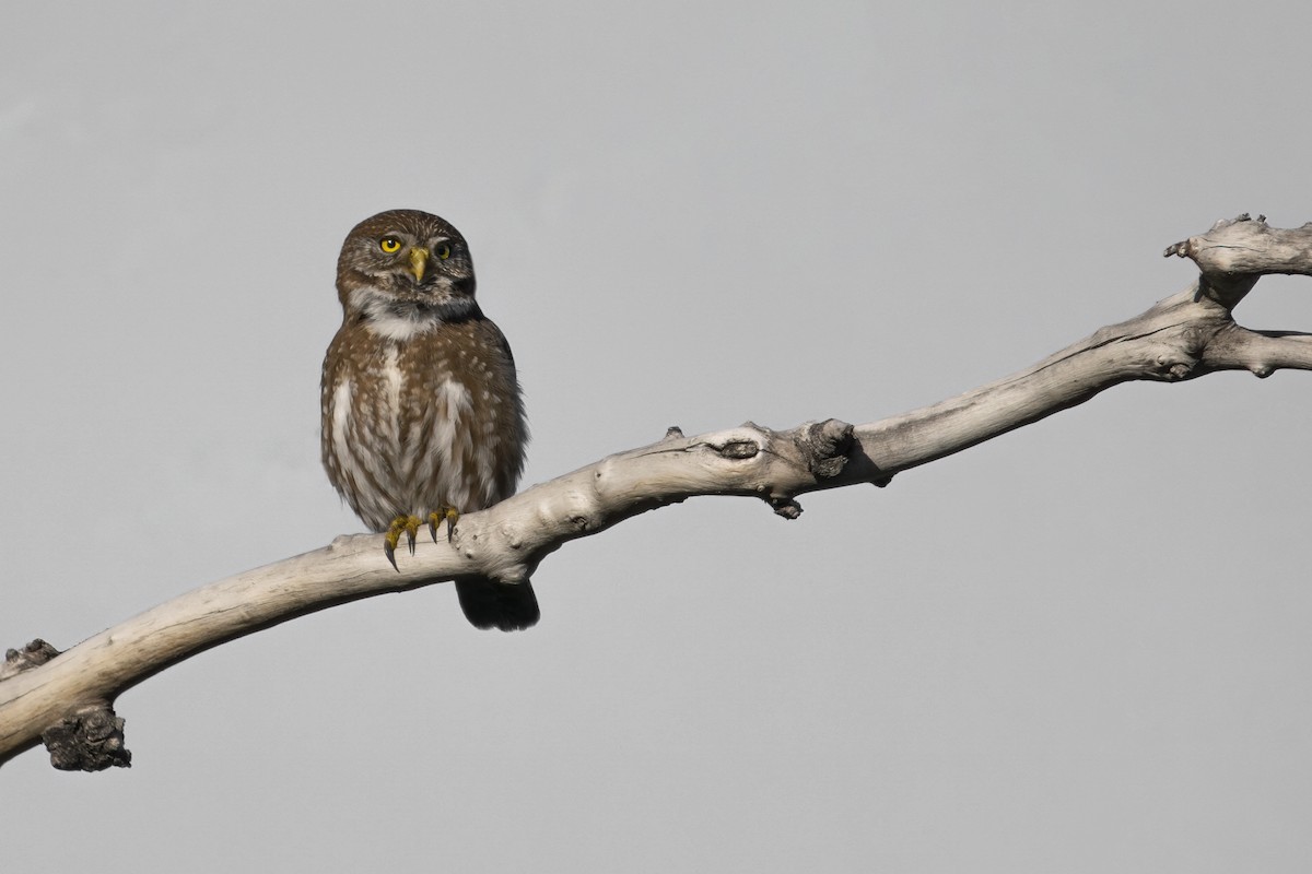 Austral Pygmy-Owl - ML584147101