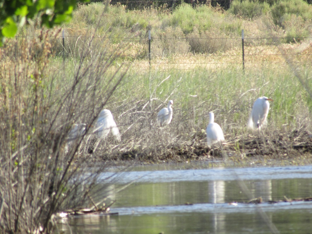 eBird Checklist 16 May 2017 Kern River PreserveSierra Way 41 species