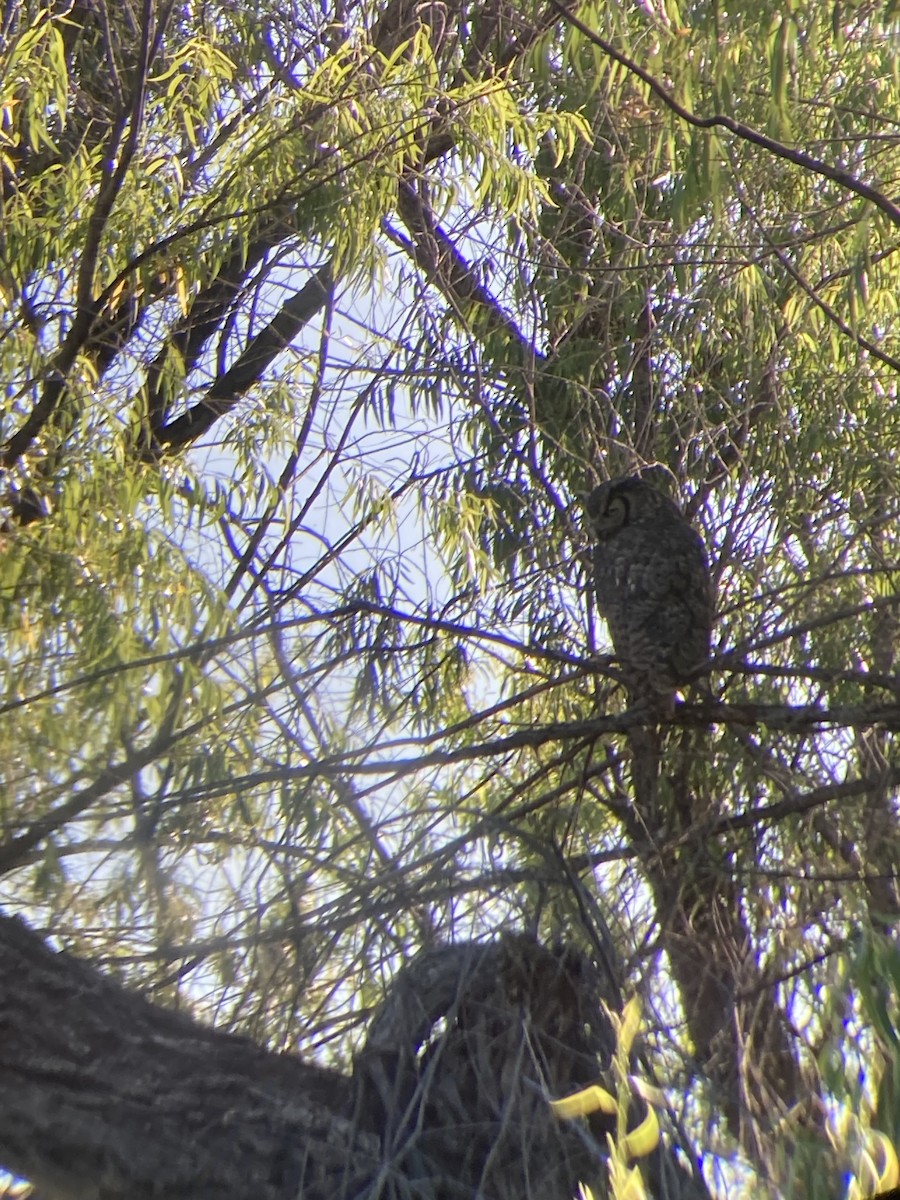 Great Horned Owl - ML584149631