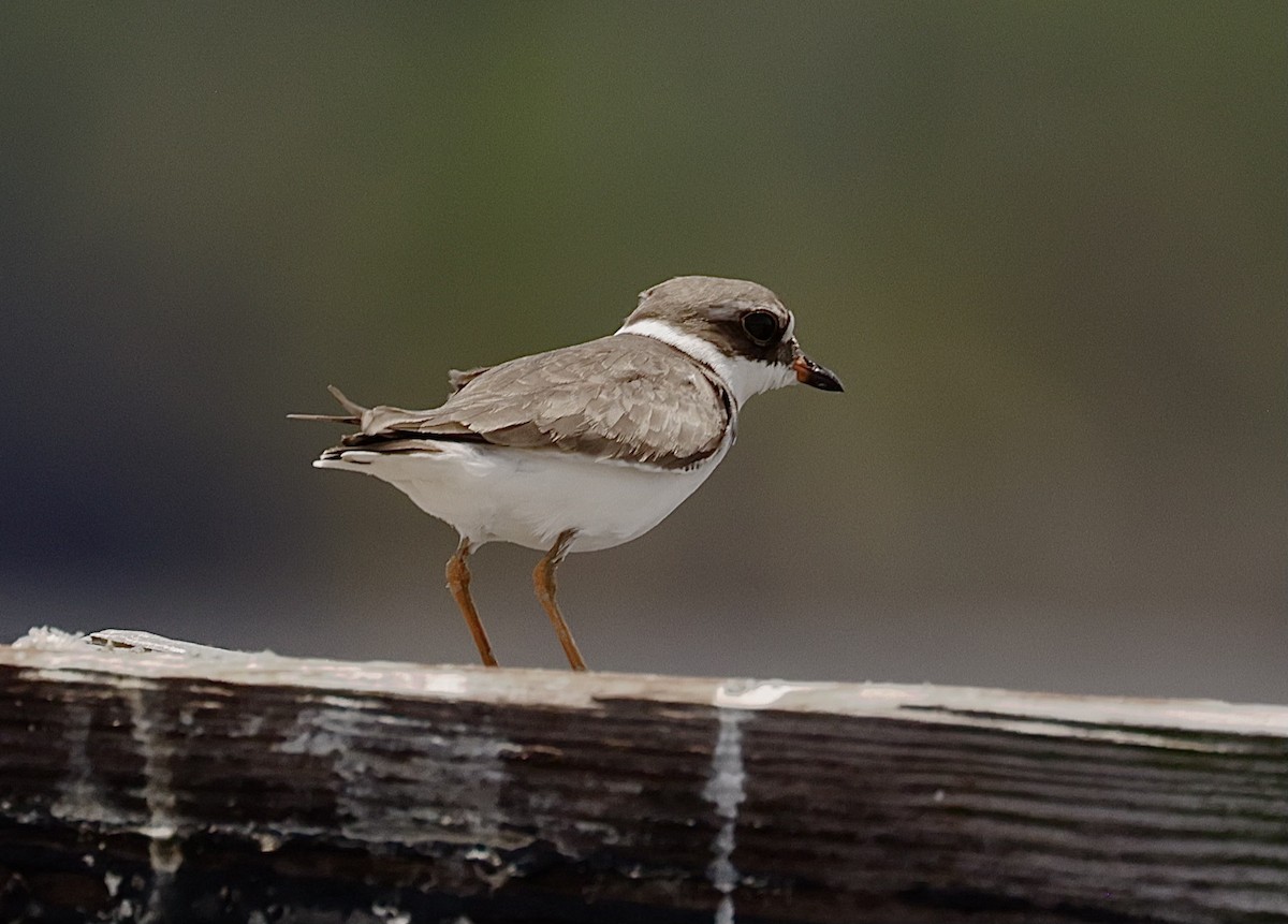 Semipalmated Plover - ML584152621