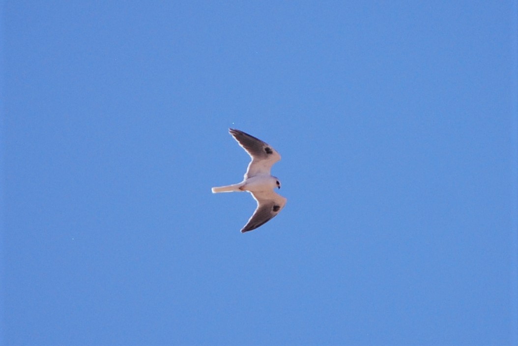 White-tailed Kite - ML584153381