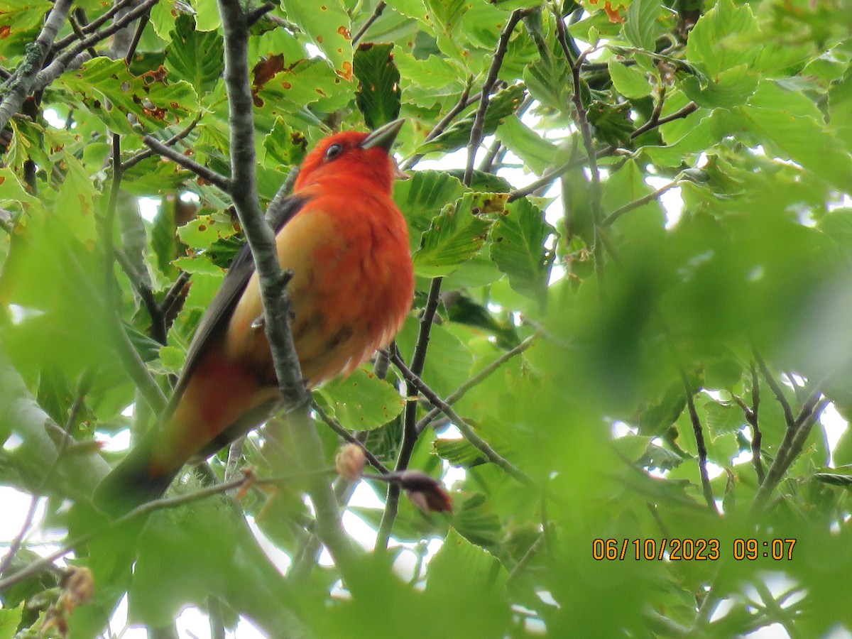 Scarlet Tanager - ML584154411