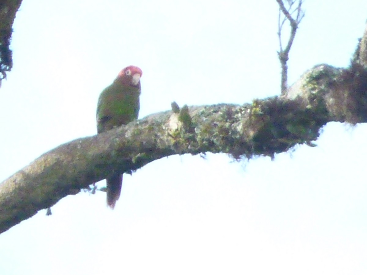 Rose-headed Parakeet - ML584157021