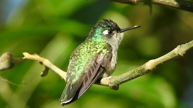 Violet-headed Hummingbird - ML584161821