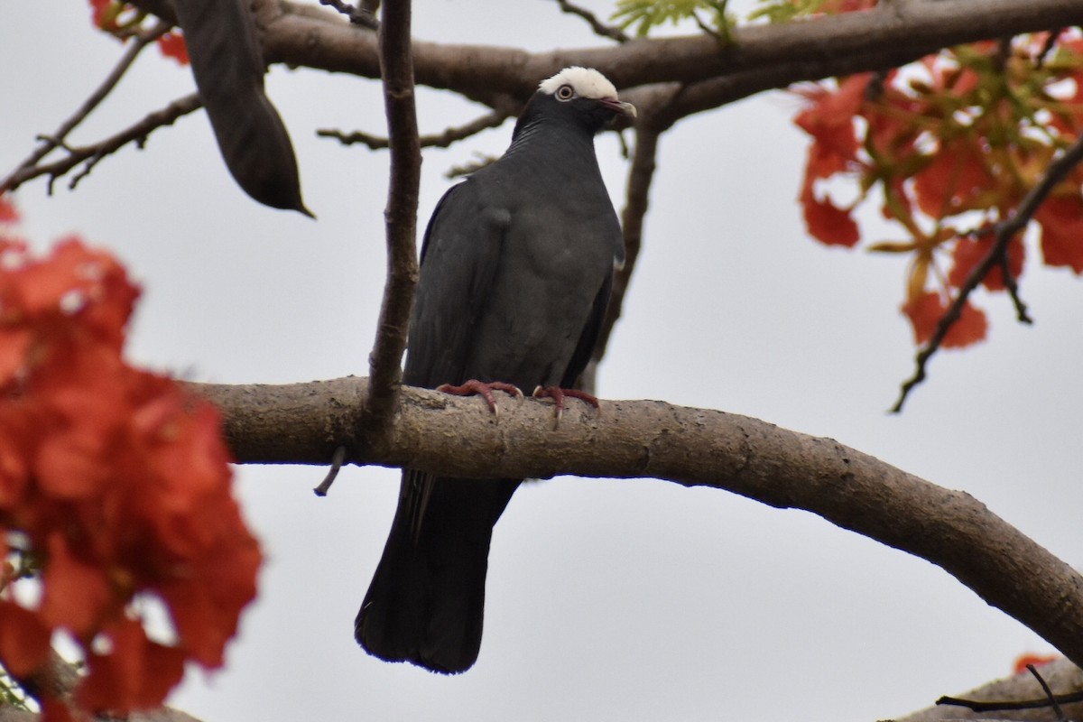 White-crowned Pigeon - ML584167421