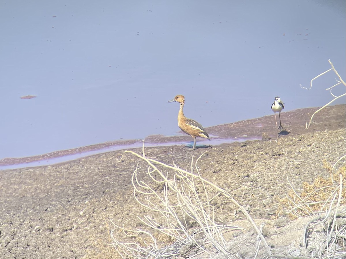Fulvous Whistling-Duck - ML584168621