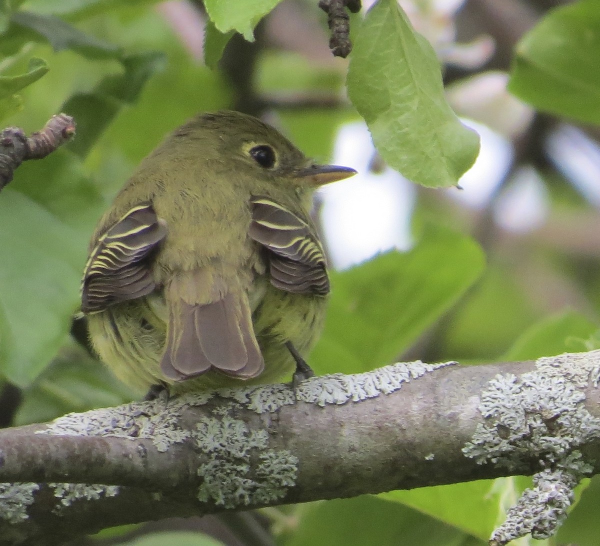 Yellow-bellied Flycatcher - Gael Hurley
