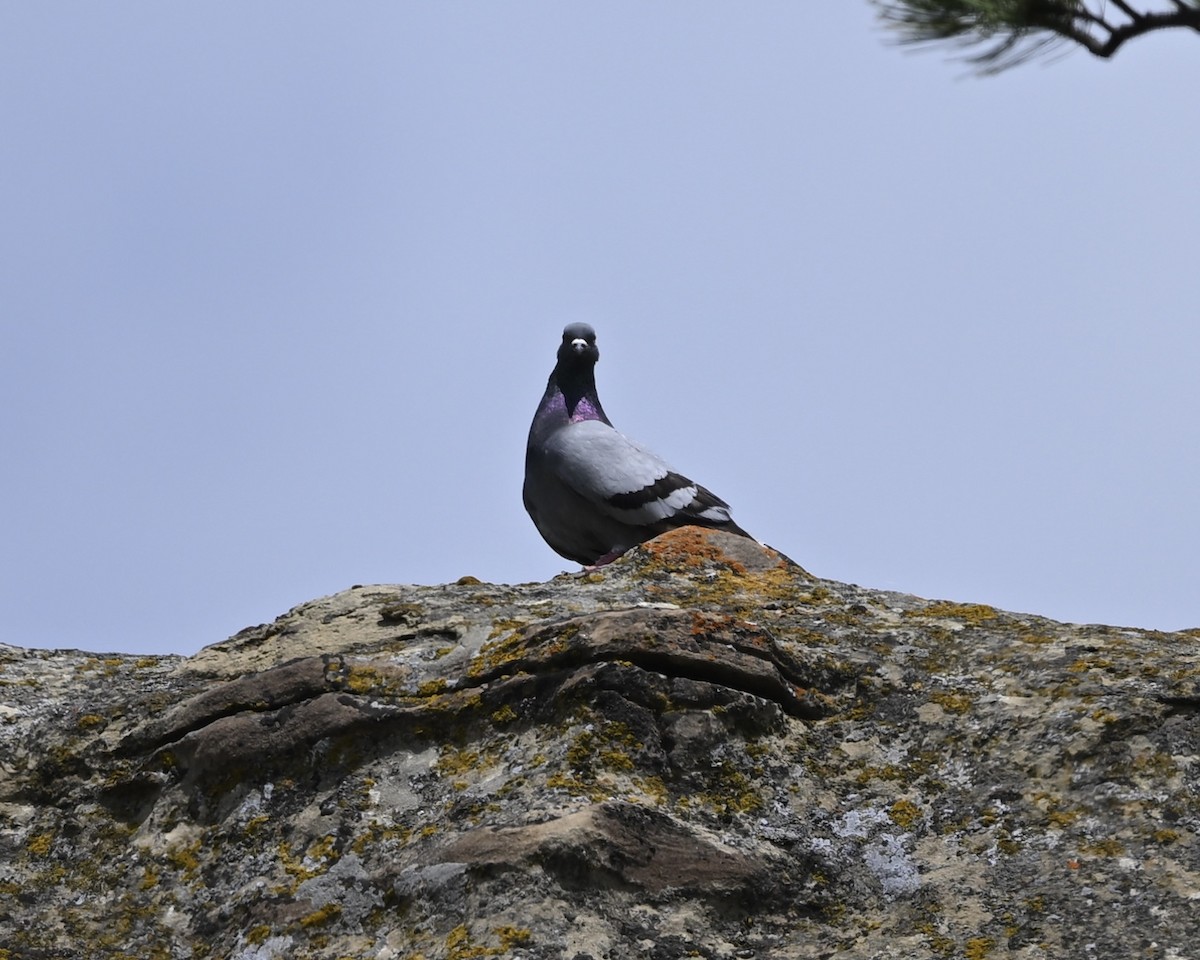 Rock Pigeon (Feral Pigeon) - Joe Wujcik