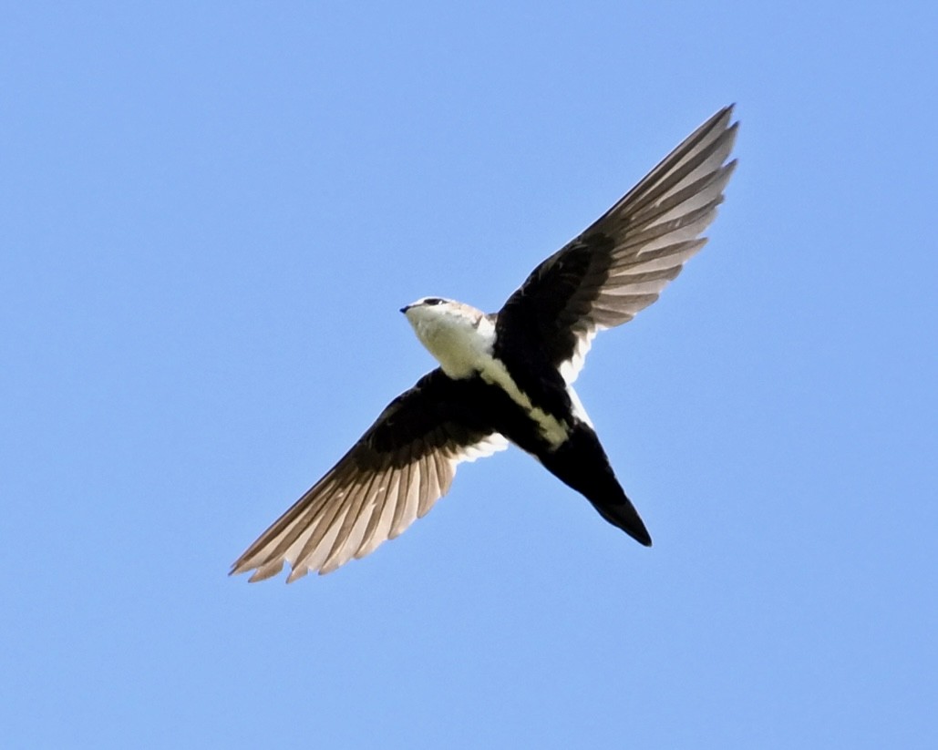 White-throated Swift - ML584170901