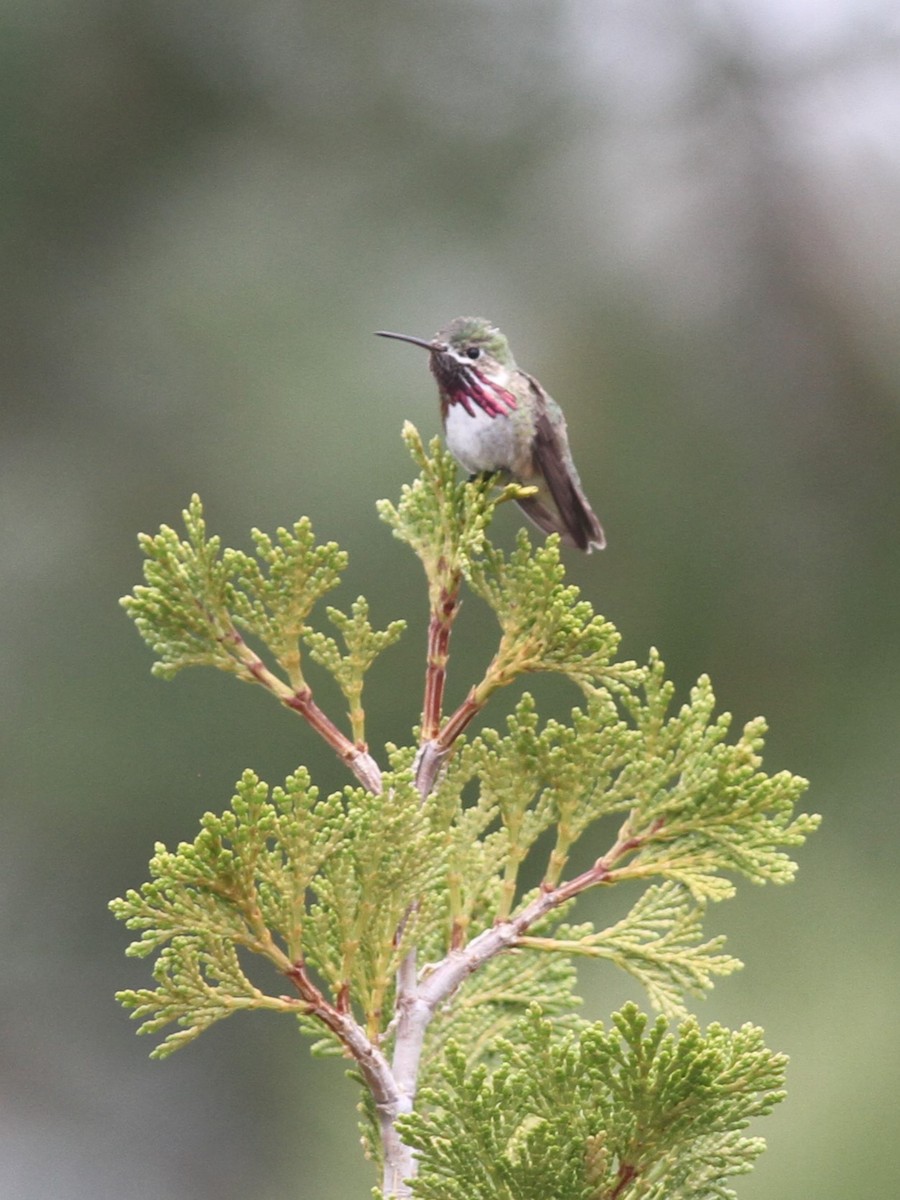 Calliope Hummingbird - ML584171001