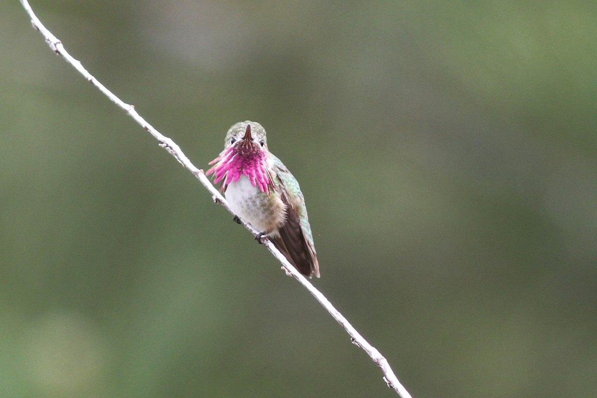 Calliope Hummingbird - David Sidle