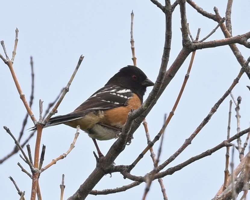 Spotted Towhee - ML584171241