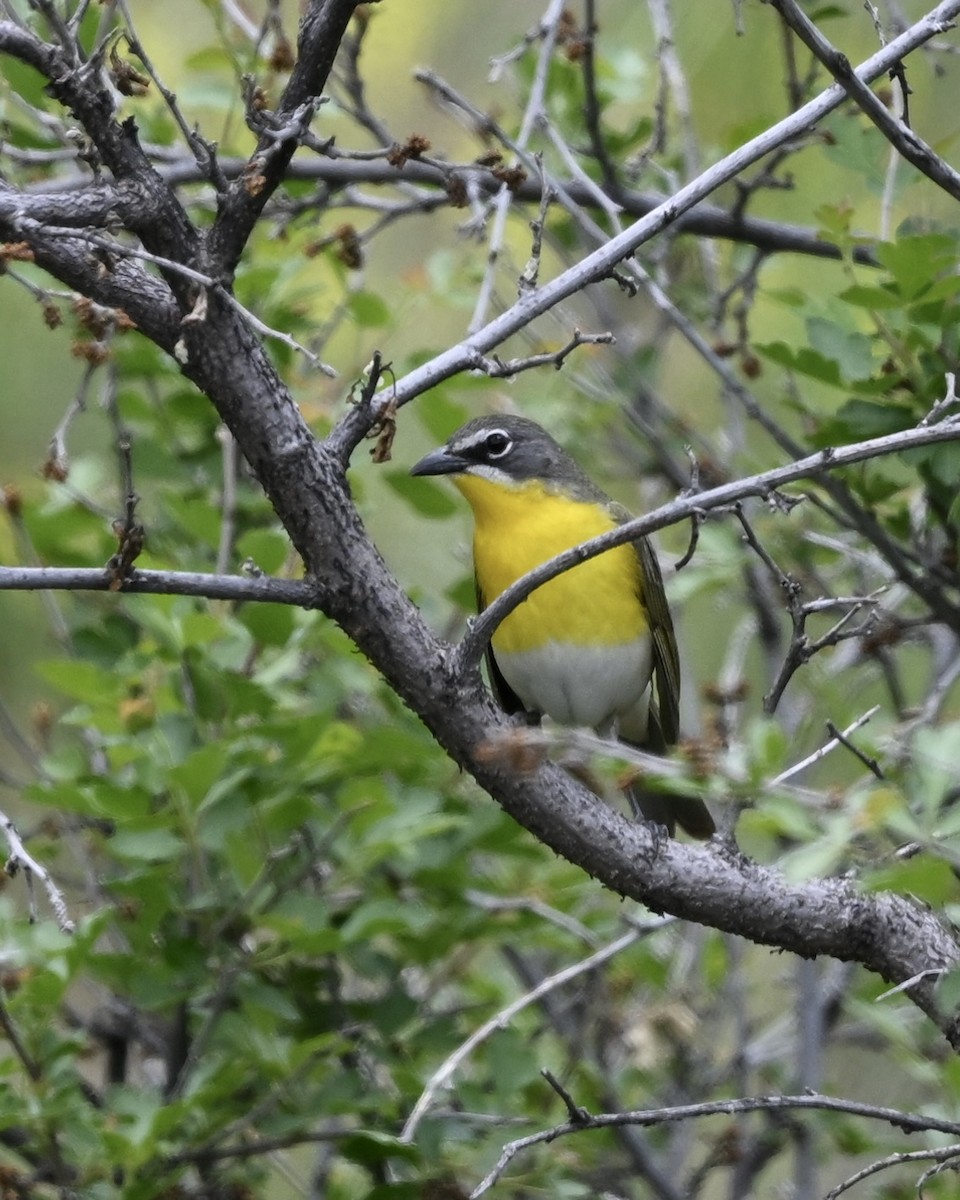 Yellow-breasted Chat - ML584171331