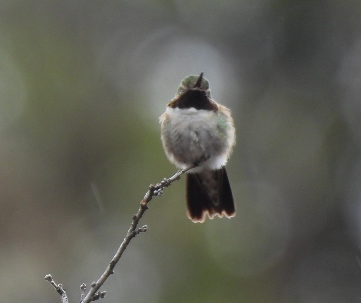 Broad-tailed Hummingbird - ML584172201