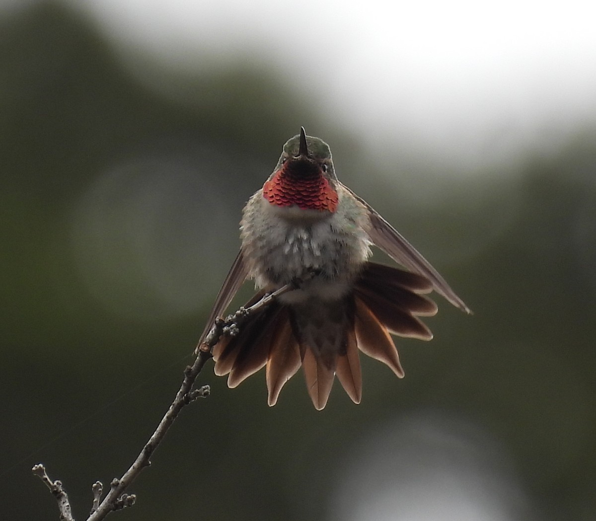 Broad-tailed Hummingbird - David Smith