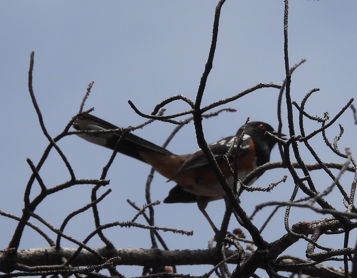 Spotted Towhee - David Smith