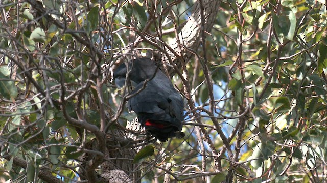 Red-tailed Black-Cockatoo - ML584172931