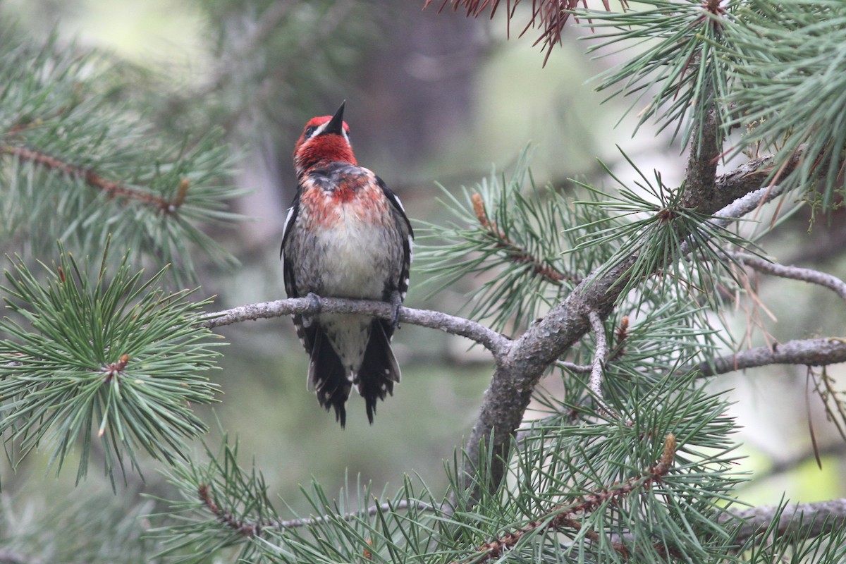 Red-breasted Sapsucker - ML584174761