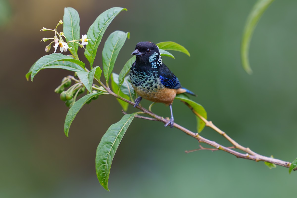 Spangle-cheeked Tanager - ML584178951