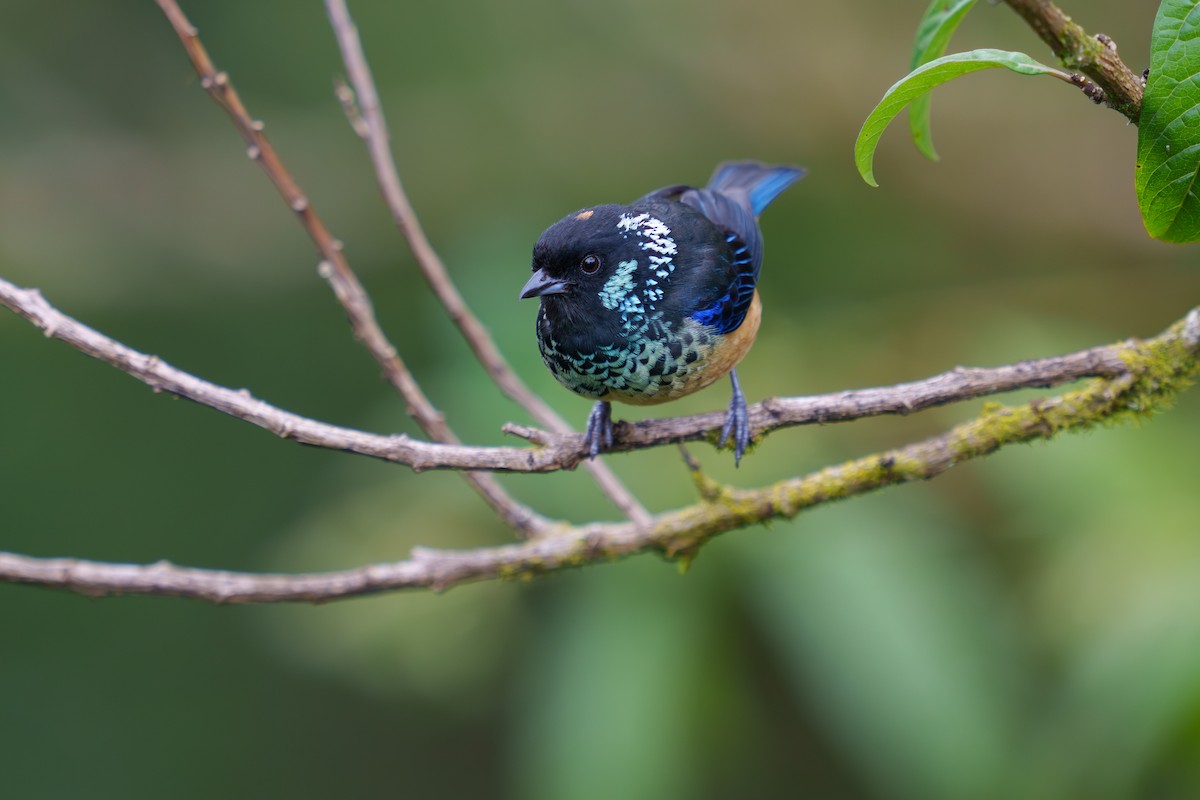 Spangle-cheeked Tanager - ML584179031