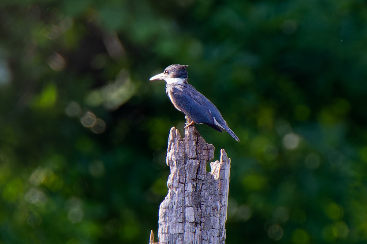 Belted Kingfisher - ML584181521