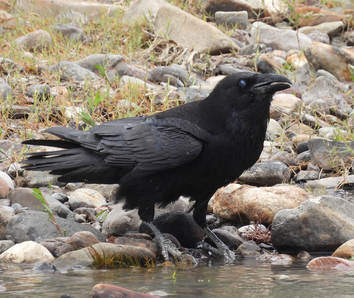Common Raven - ML584181591