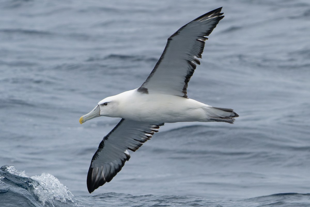 White-capped Albatross - ML584184421