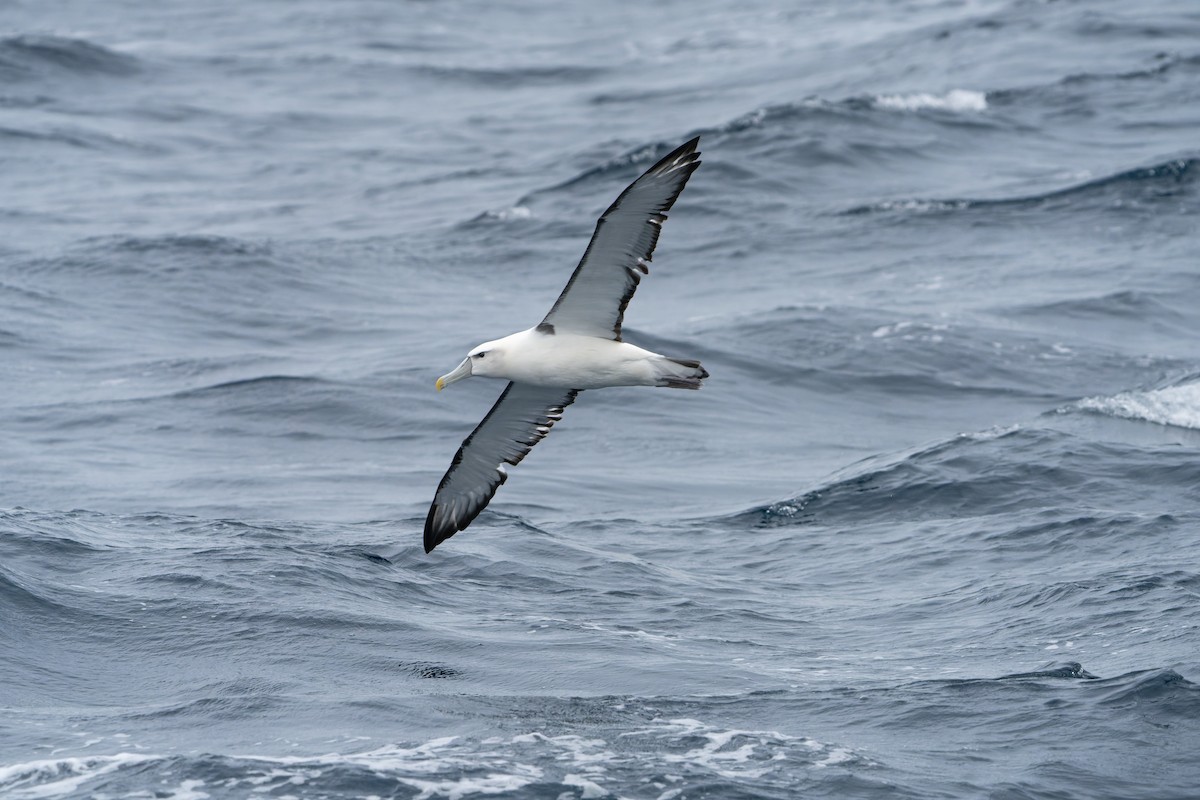 White-capped Albatross - ML584184431