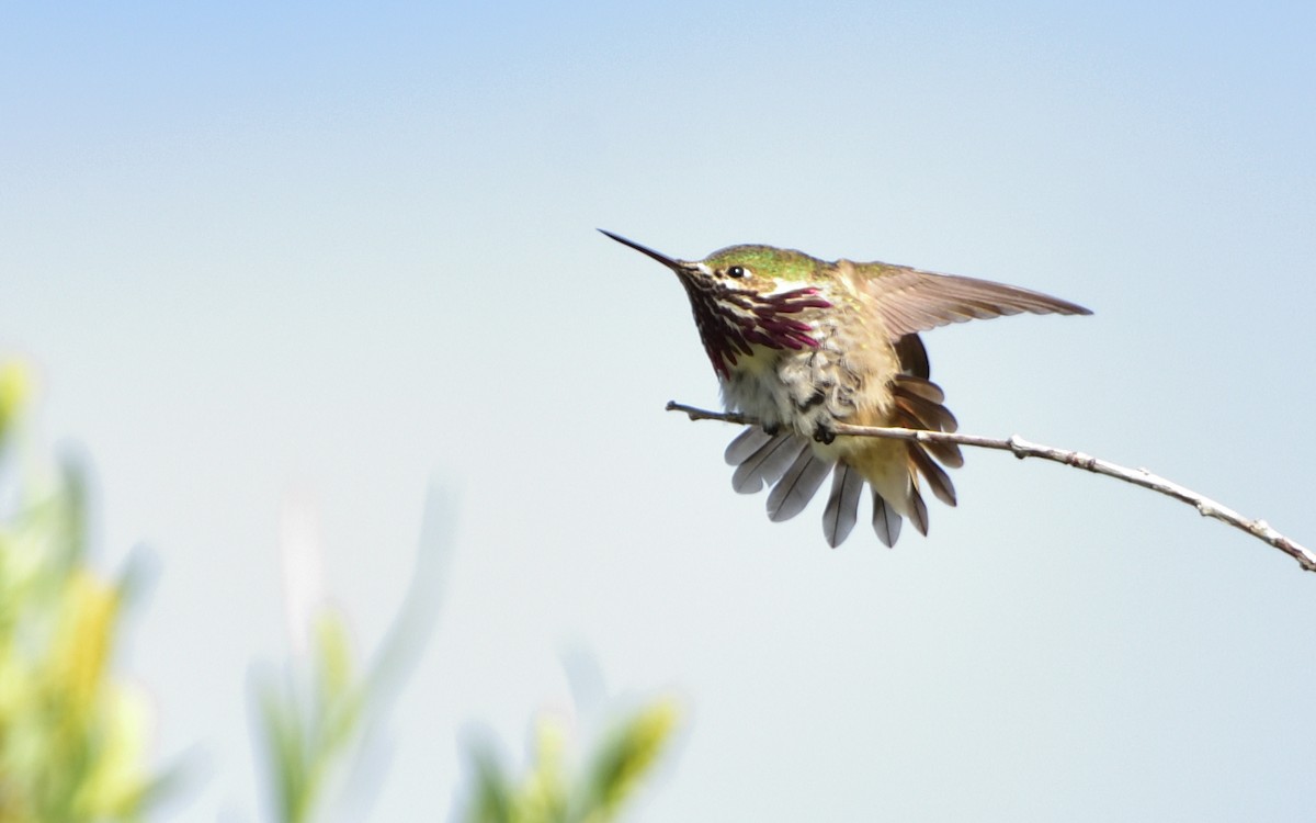 Calliope Hummingbird - Don Weber
