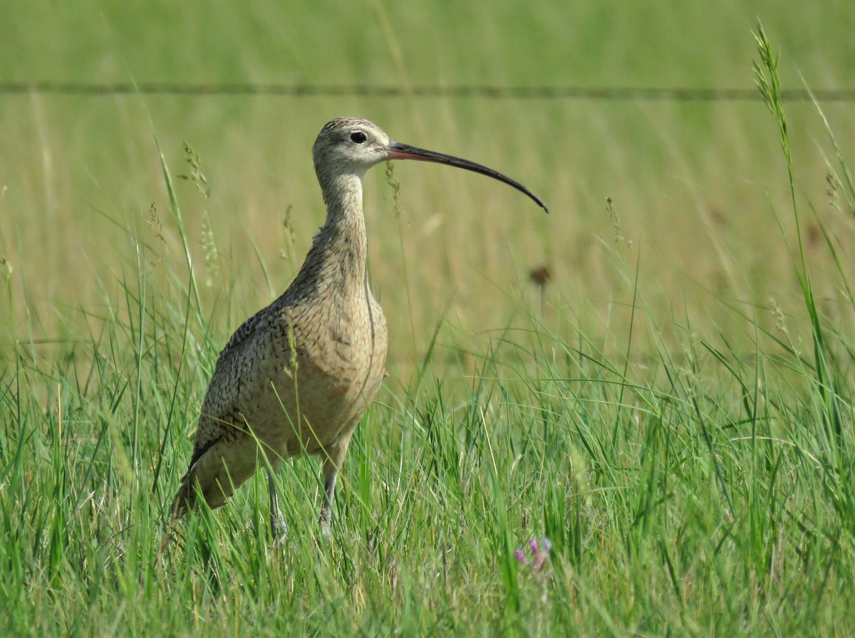Long-billed Curlew - ML584186861