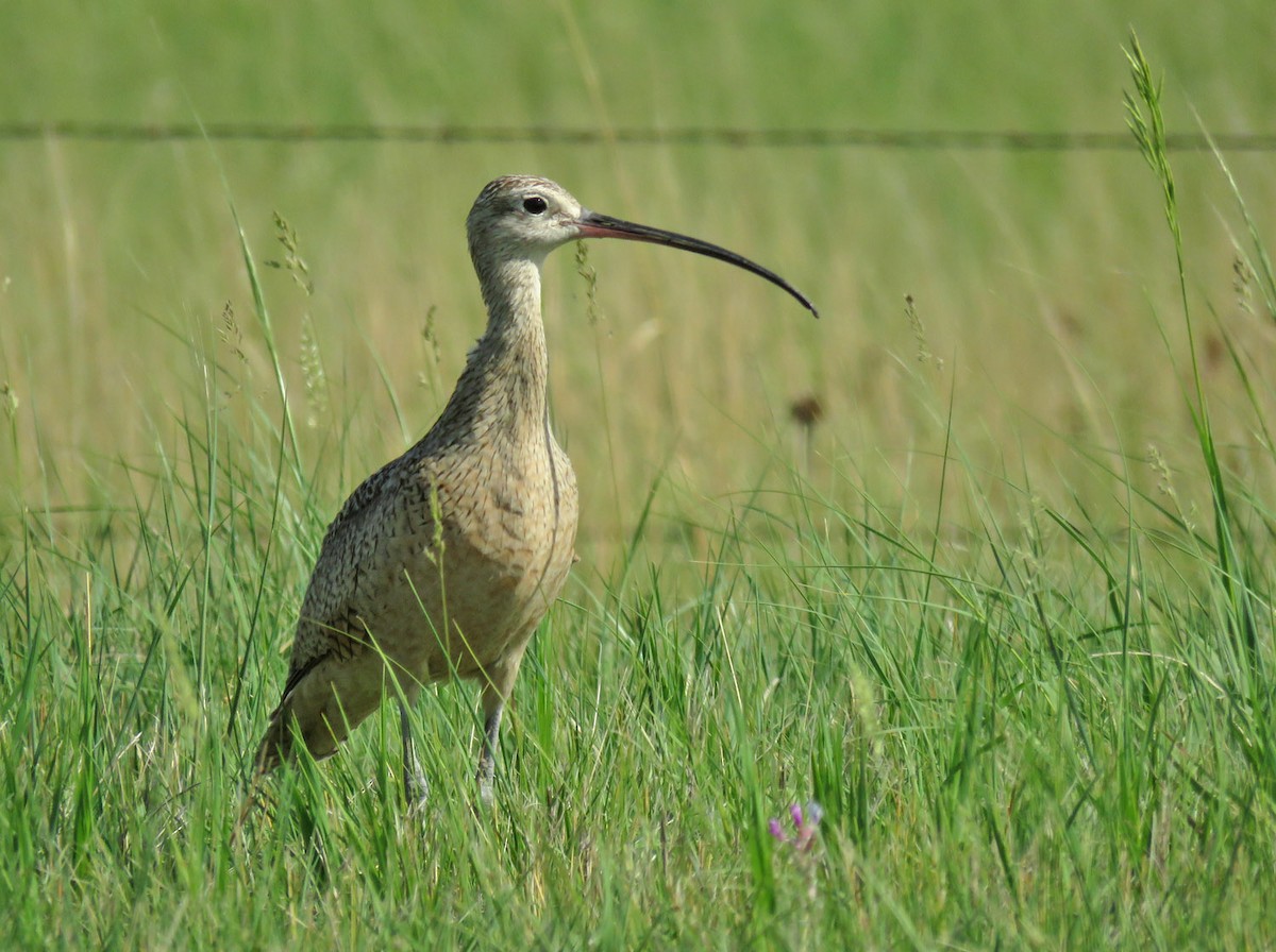 Wisconsin eBird Checklist - 9 Jun 2023 - 87th St SW (LBCU) - 10 species