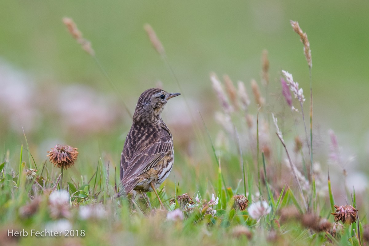 Meadow Pipit - ML584190321