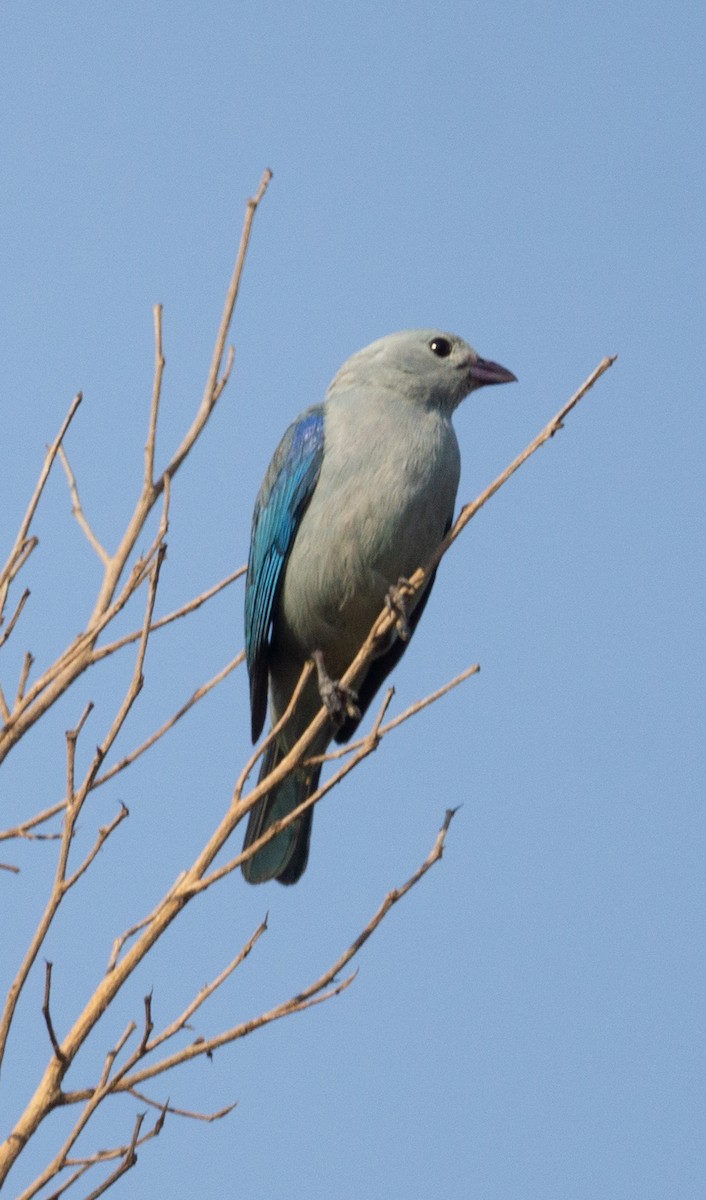 Blue-gray Tanager (Blue-gray) - ML584191871