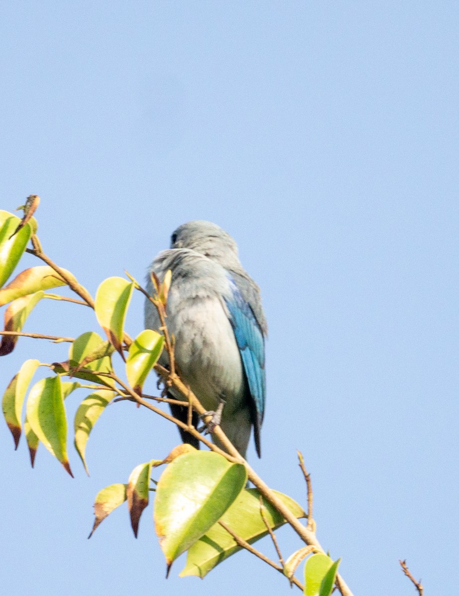 Blue-gray Tanager (Blue-gray) - ML584191881