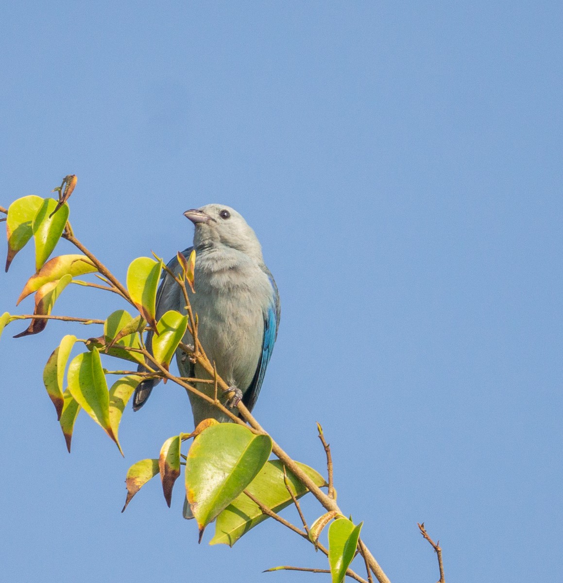 Blue-gray Tanager (Blue-gray) - ML584191891