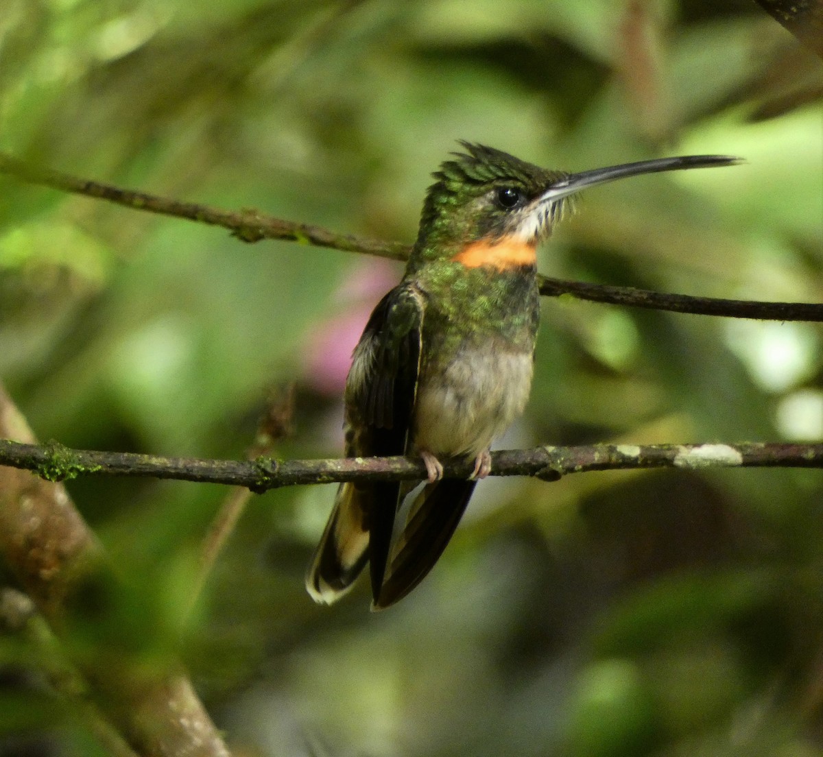Pale-tailed Barbthroat - ML584196771
