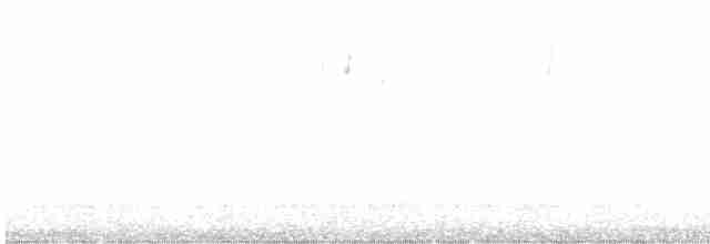 Percefleur noir - ML584201031