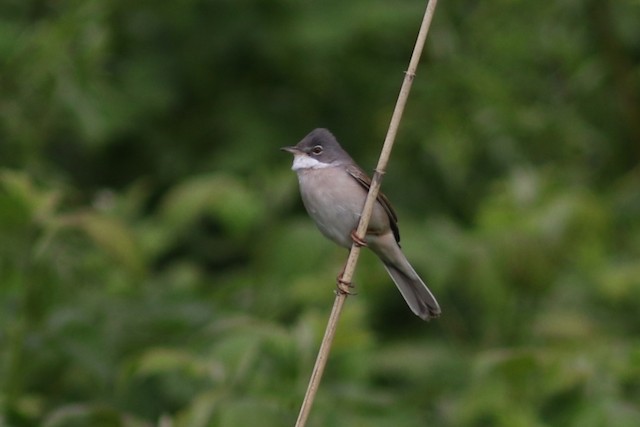 Greater Whitethroat at Harderbroek by Benjamin Pap