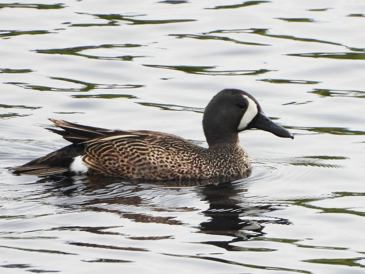 Blue-winged Teal - ML584203311