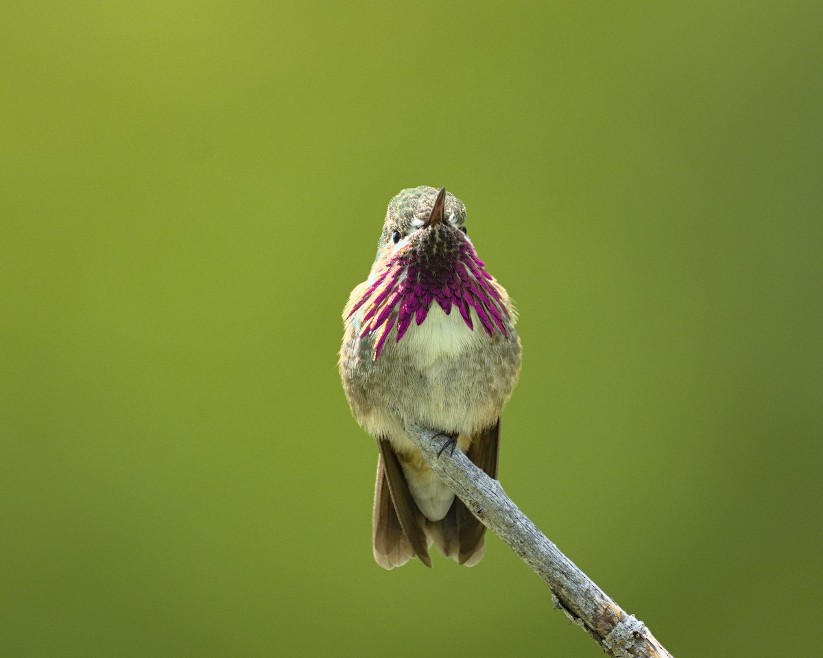 Calliope Hummingbird - Bartholomew Birdee