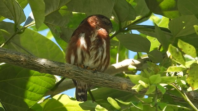Central American Pygmy-Owl - ML584208871