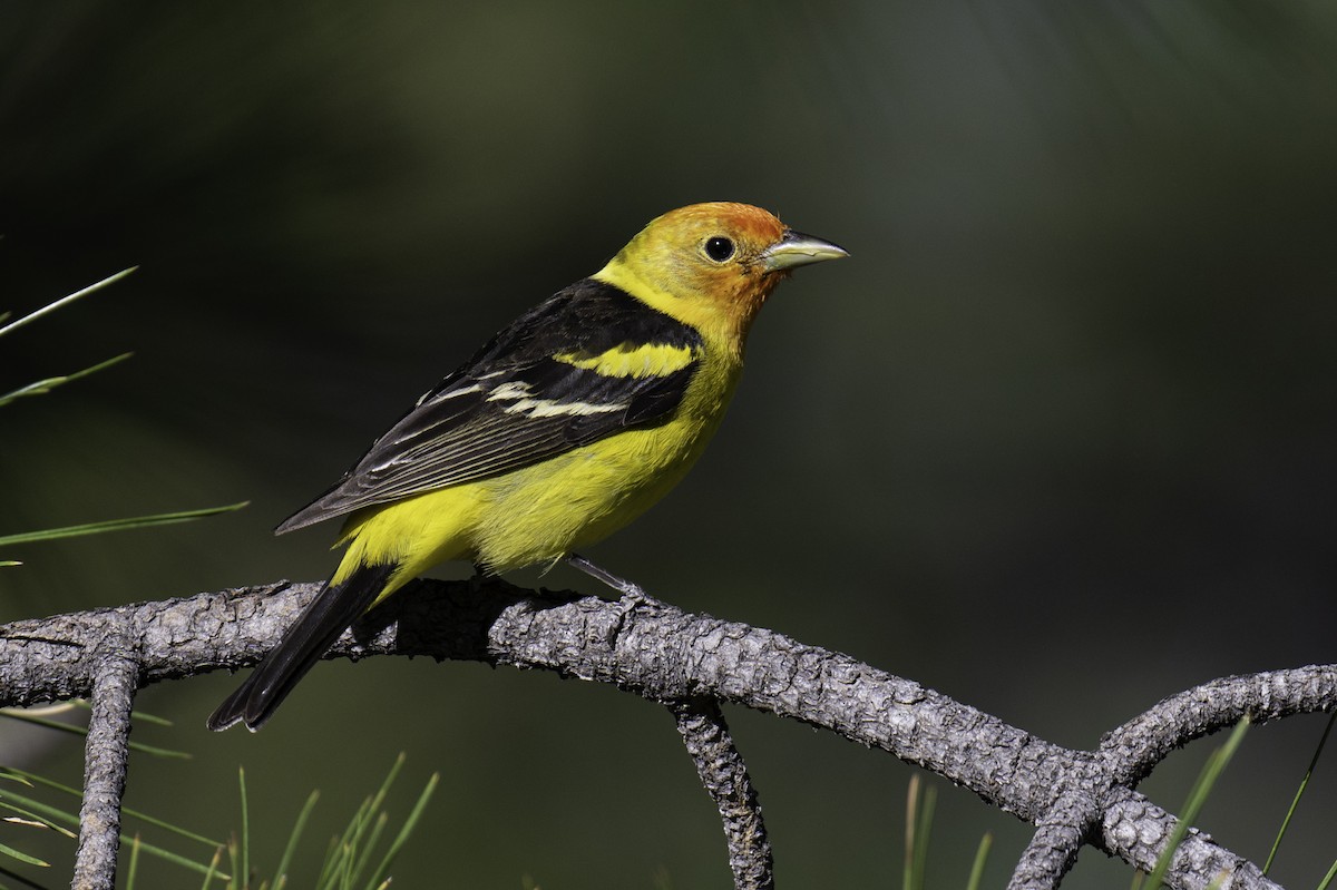 Western Tanager - ML584209901