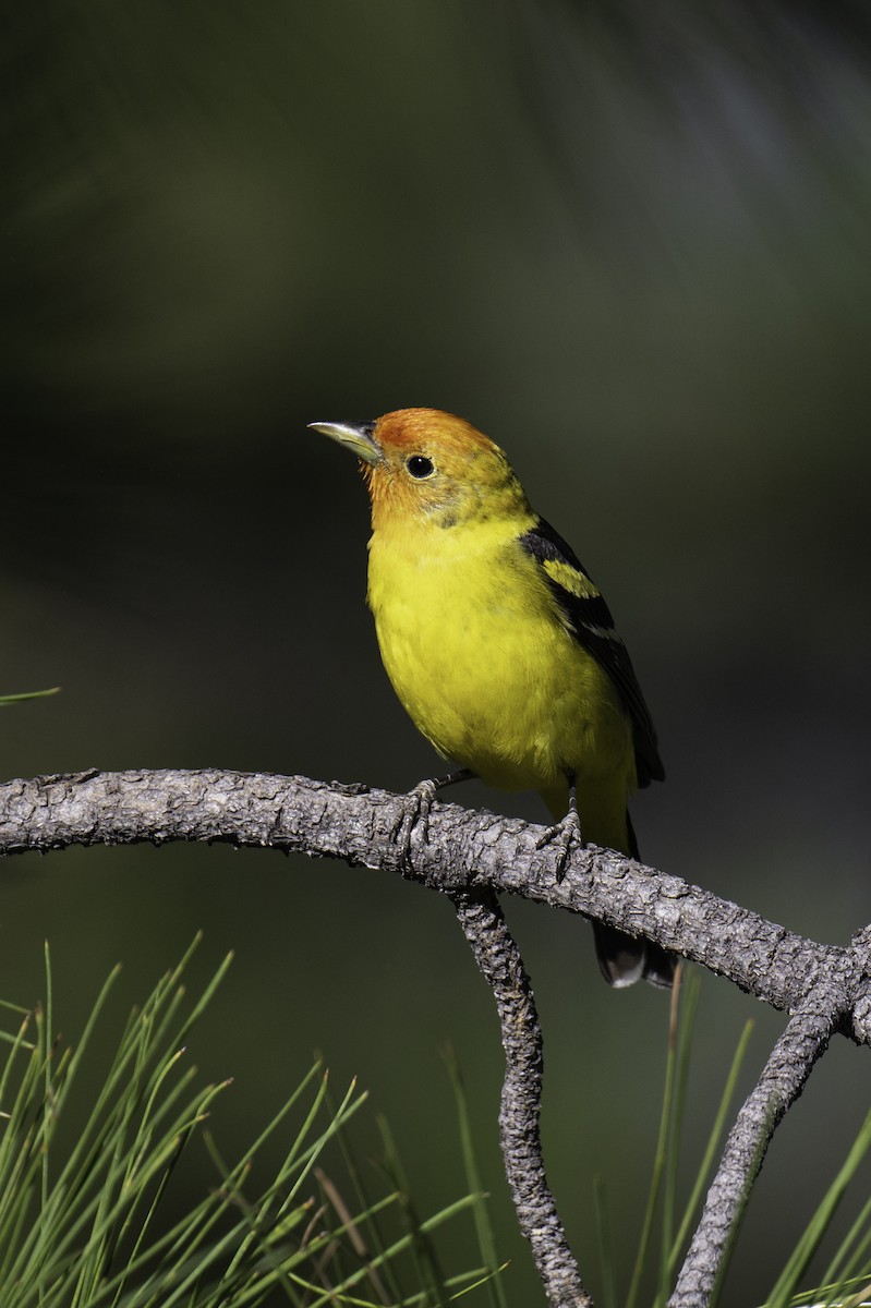Western Tanager - ML584209911