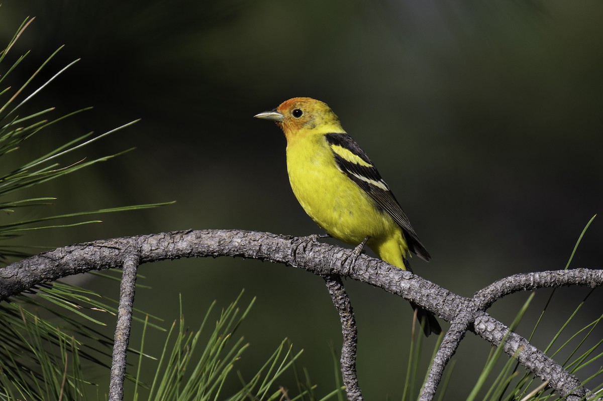Western Tanager - ML584209931