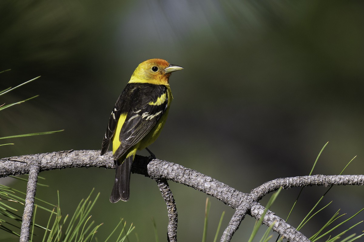 Western Tanager - ML584209941